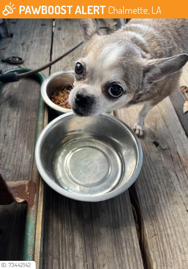 Found/Stray Female Dog last seen Wendy's Chalmette, Chalmette, LA 70043