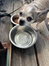 Found/Stray Female Dog last seen Wendy's Chalmette, Chalmette, LA 70043