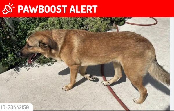 Lost Male Dog last seen Oklahoma, West Palm Beach, FL 33406