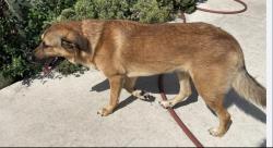 Lost Male Dog last seen Oklahoma, West Palm Beach, FL 33406