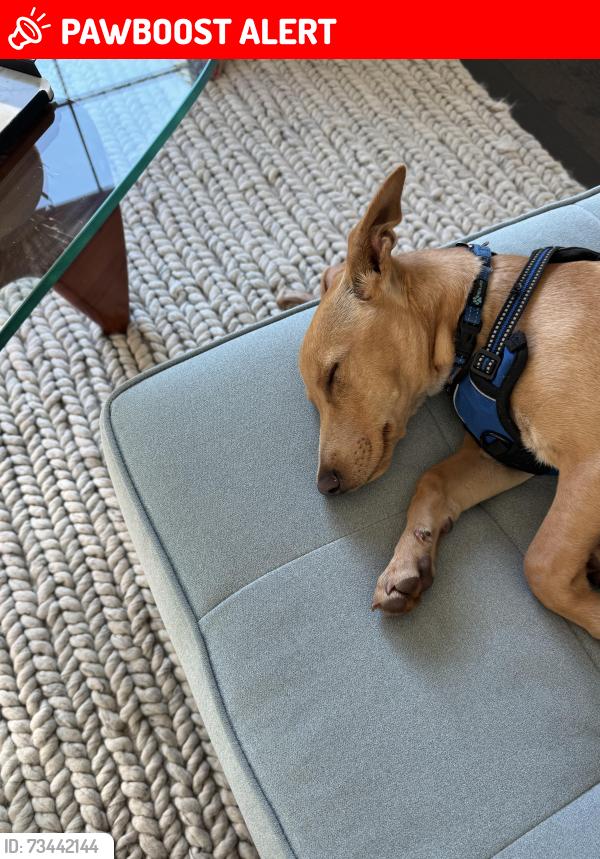 Lost Male Dog last seen PCH, Huntington Beach, CA 90742