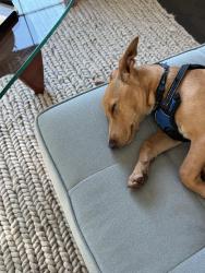 Lost Male Dog last seen PCH, Huntington Beach, CA 90742