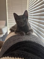 Lost Male Cat last seen Westward and Sherwood Southridge Fontana, Fontana, CA 92337