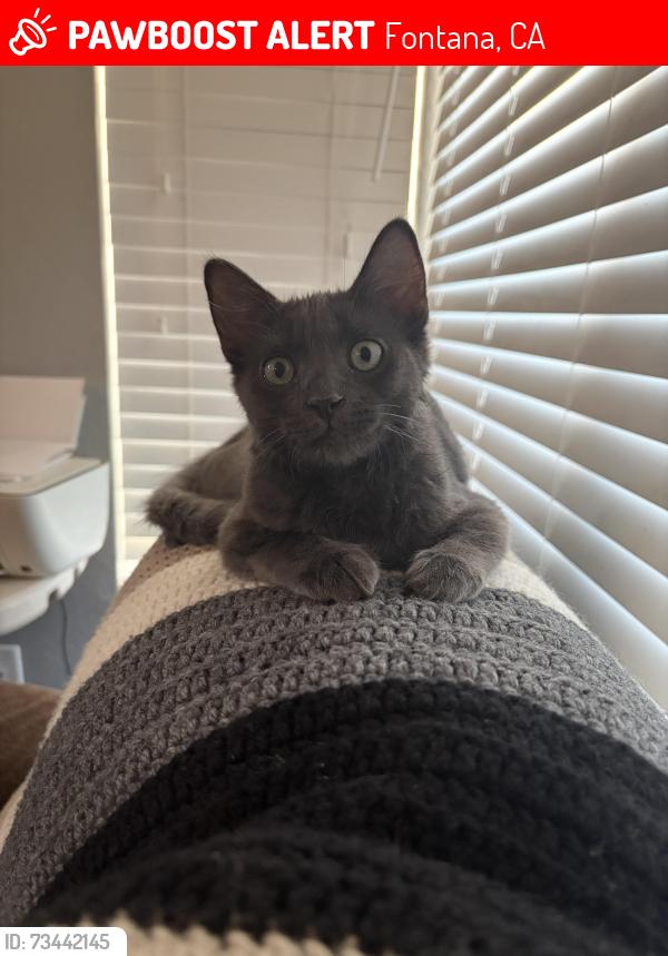 Lost Male Cat last seen Westward and Sherwood Southridge Fontana, Fontana, CA 92337