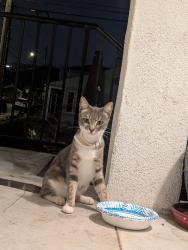 Found/Stray Unknown Cat last seen 55th Ave, Seminary, 57th Ave, Oakland, CA 94605