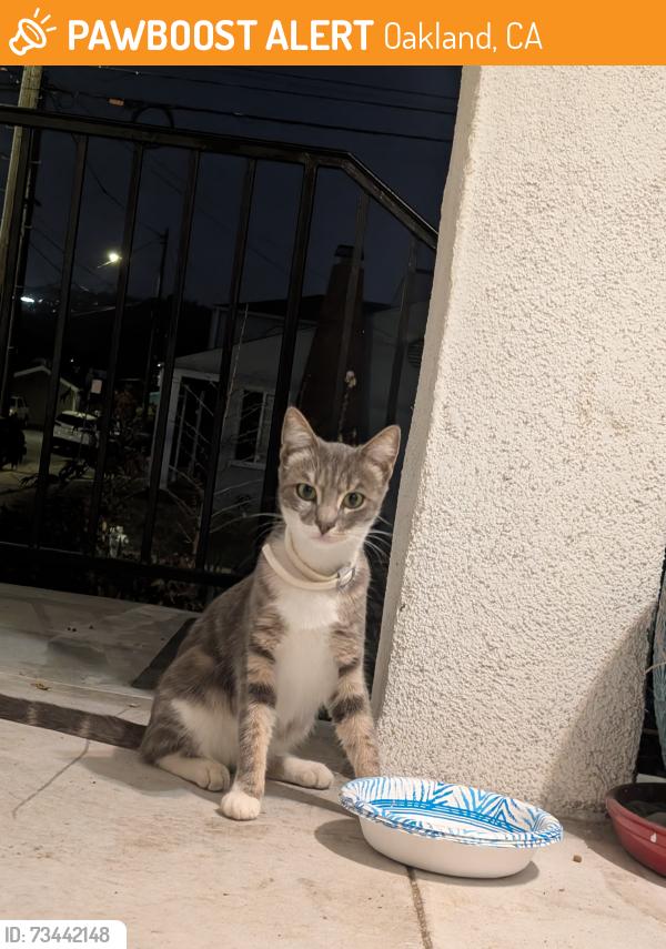 Found/Stray Unknown Cat last seen 55th Ave, Seminary, 57th Ave, Oakland, CA 94605