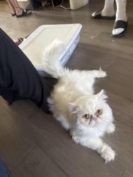 Reunited Male Cat last seen 36th street, San Diego, CA 92113