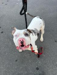 Shelter Stray Female Dog last seen BEHIND LUCKY 13 1301 PARK ST, 1590 Fortmann Way, Alameda, CA 94501, USA