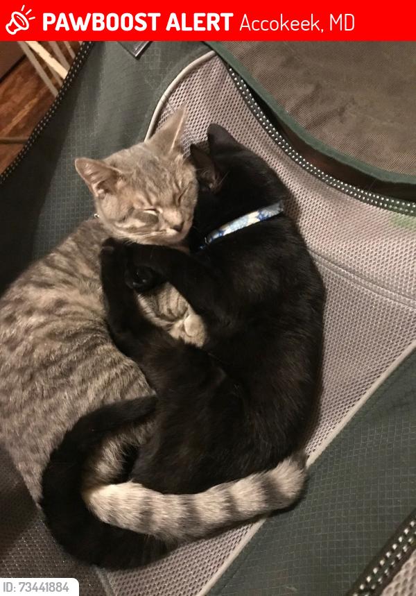 Lost Male Cat last seen Farmington Rd W & 210, Accokeek, Accokeek, MD 20607