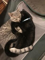 Lost Male Cat last seen Farmington Rd W & 210, Accokeek, Accokeek, MD 20607