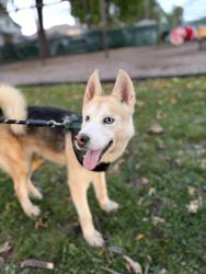 Reunited Male Dog last seen Roselle, NJ 07036, USA, Roselle, NJ 07203