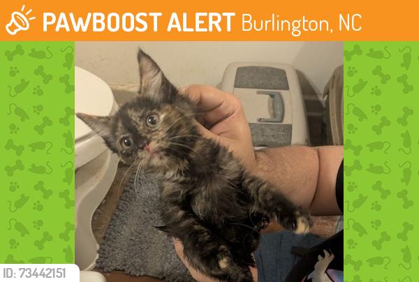 Found/Stray Female Cat last seen deepwood and kirkpatrick, Burlington, NC 27215