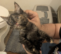 Found/Stray Female Cat last seen deepwood and kirkpatrick, Burlington, NC 27215