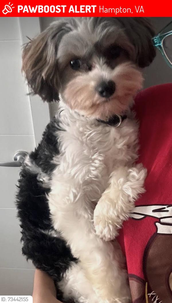 Lost Male Dog last seen Aqua CT, Hampton, VA 23666