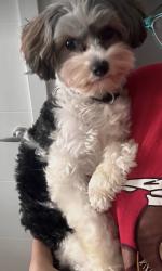 Lost Male Dog last seen Aqua CT, Hampton, VA 23666