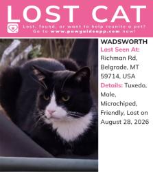 Reunited Male Cat last seen Richman Rd & Emerald Ln, Belgrade, Gallatin County, MT 59714