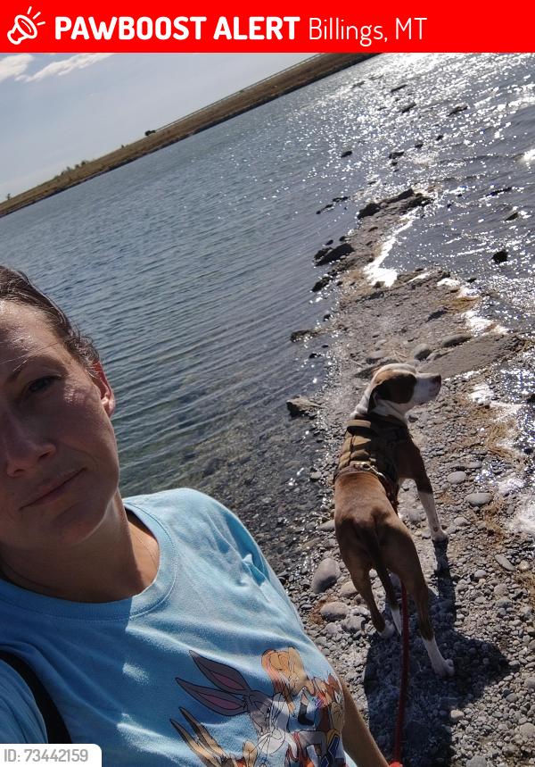 Lost Male Dog last seen 28th st south park, Billings, MT 59101