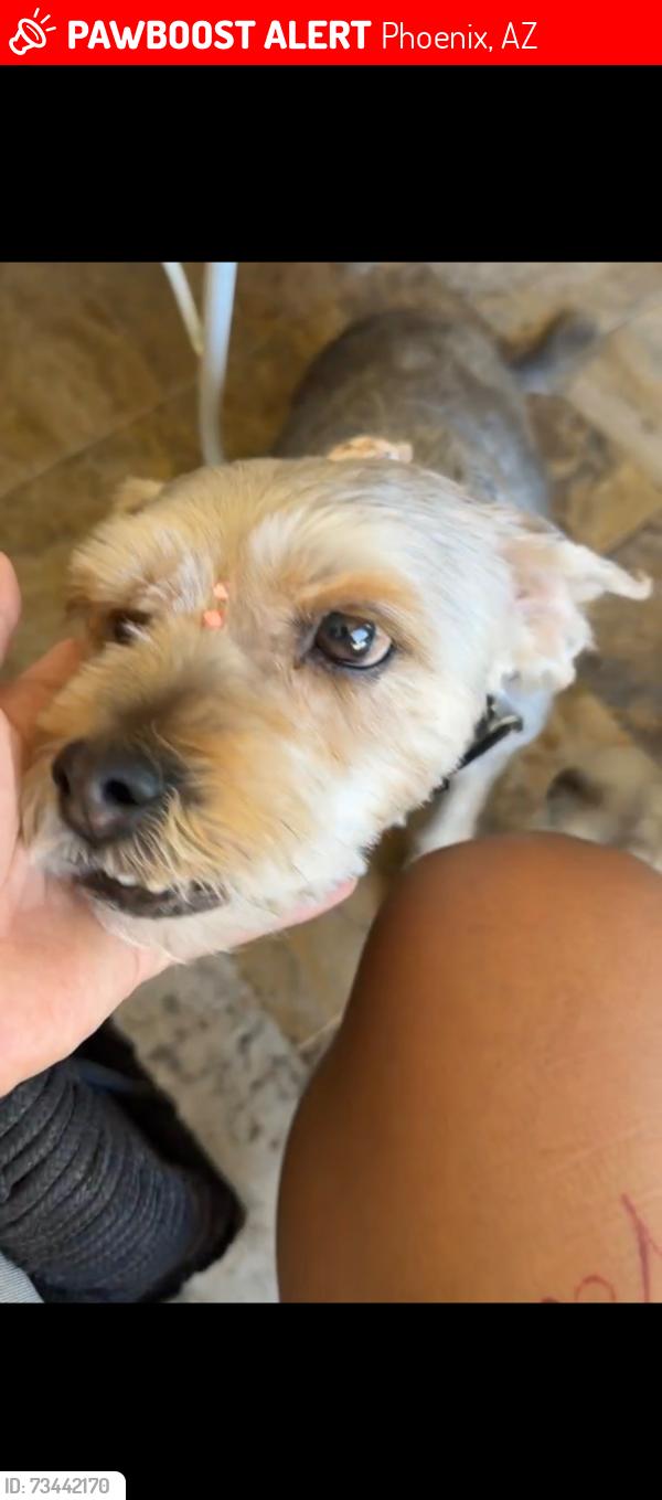 Lost Female Dog last seen 43rd Ave and Bethanyhome rd, Phoenix, AZ 85301
