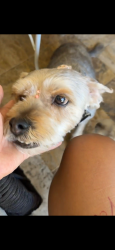 Lost Female Dog last seen 43rd Ave and Bethanyhome rd, Phoenix, AZ 85301