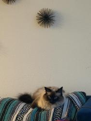 Reunited Female Cat last seen Aquatic on 4th street, Berkeley, CA 94710