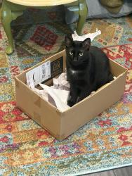 Reunited Male Cat last seen between 22nd and 23rd on moore st, Philadelphia, PA 19145