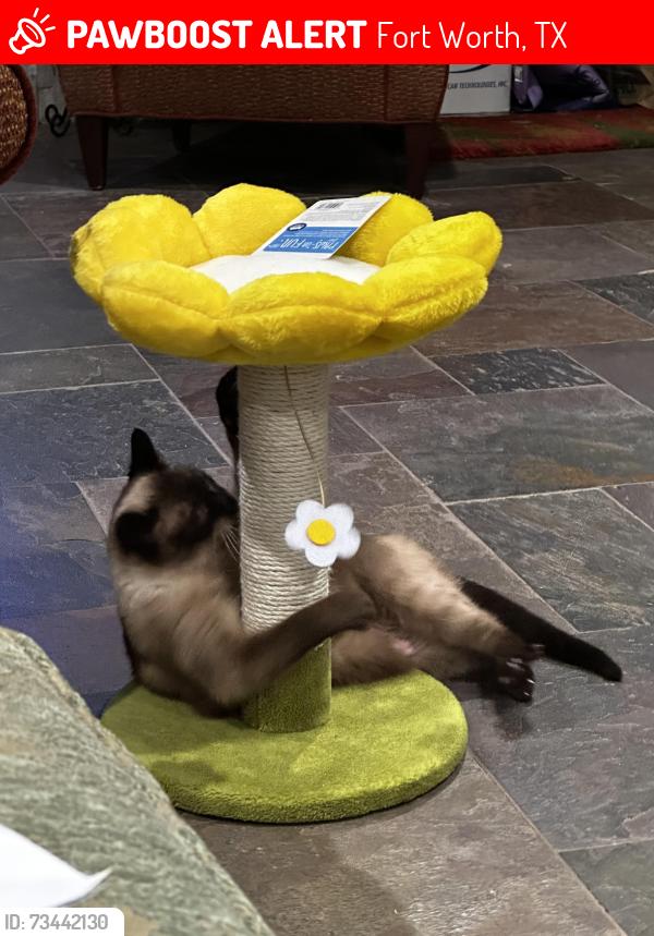 Lost Female Cat last seen Shady Creek Drive and Blackhaw, Fort Worth, TX 76109