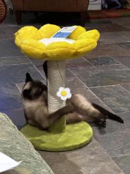 Lost Female Cat last seen Shady Creek Drive and Blackhaw, Fort Worth, TX 76109