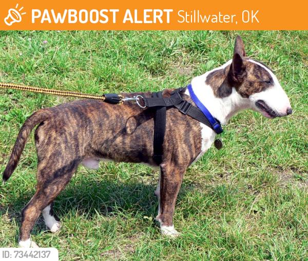Found/Stray Male Dog last seen bull terrer he: names is willow, Stillwater, OK 74074
