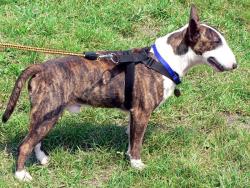 Found/Stray Male Dog last seen bull terrer he: names is willow, Stillwater, OK 74074