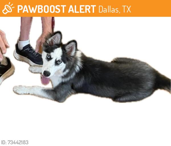Found/Stray Female Dog last seen Near Skillman/Royal intersection Lake Highlands, Dallas, Dallas, TX 75231