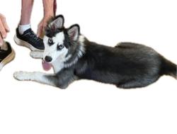 Found/Stray Female Dog last seen Near Skillman/Royal intersection Lake Highlands, Dallas, Dallas, TX 75231