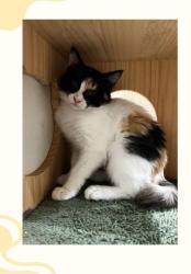 Reunited Female Cat last seen San Jacinto St Fountain Valley, Fountain Valley, CA 92708