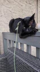 Reunited Male Cat last seen Oakmoor Way SW, Calgary, AB 