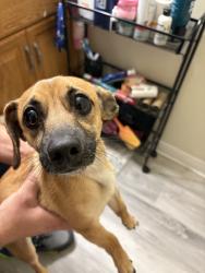 Reunited Male Dog last seen Near Weston Rd, Newark, OH 43055, USA, Newark, OH 43055