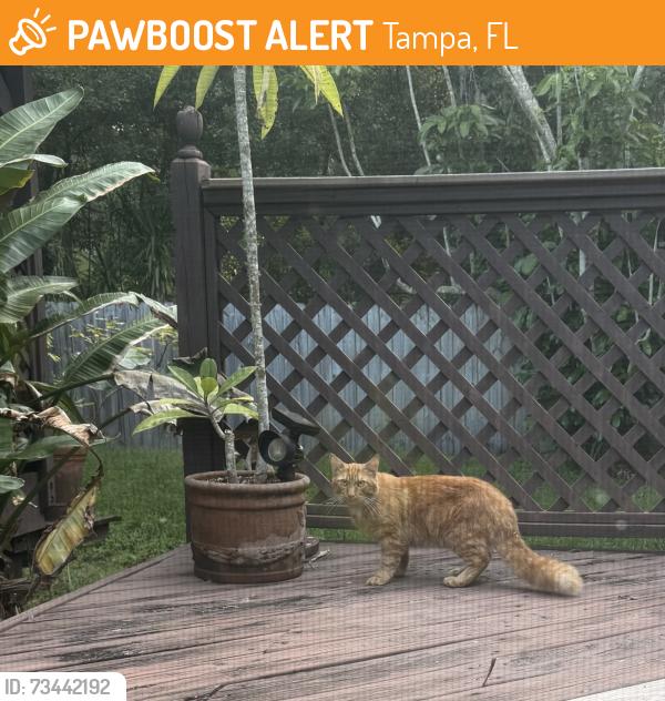 Found/Stray Male Cat last seen Hodet and Hampton Village, Tampa, FL 33618