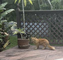 Found/Stray Male Cat last seen Hodet and Hampton Village, Tampa, FL 33618