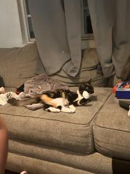 Lost Female Cat last seen Bangor ave, 14st highland, Highland, CA 92346