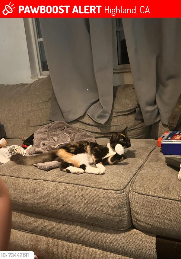 Lost Female Cat last seen Bangor ave, 14st highland, Highland, CA 92346