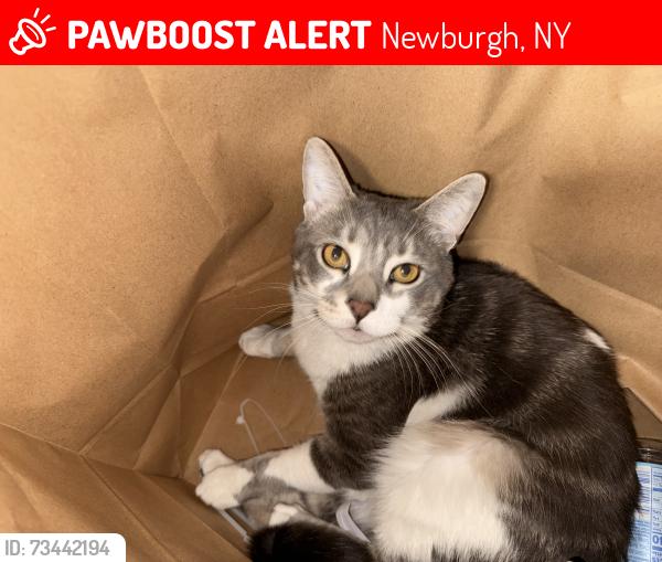 Lost Male Cat last seen Gary’s truck &Trailer repair shop, Newburgh, NY 12550