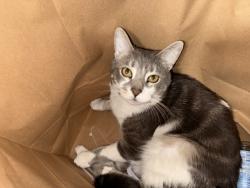 Lost Male Cat last seen Gary’s truck &Trailer repair shop, Newburgh, NY 12550