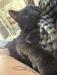 Reunited Male Cat last seen Dandy Road, Signal Mountain TN, Sequatchie County, TN 37377