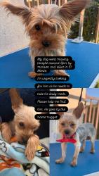 Lost Male Dog last seen Maxson and Elliot, El Monte, CA 91732