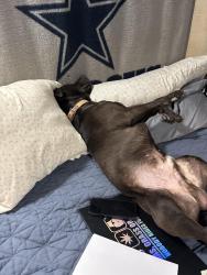 Lost Male Dog last seen Near Westwood northern blvd, Cincinnati, OH 45211