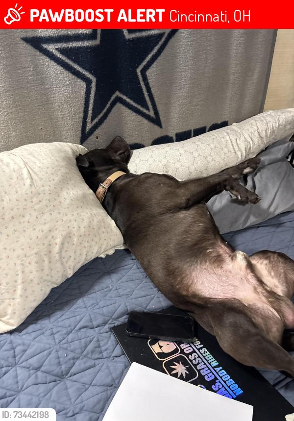Lost Male Dog last seen Near Westwood northern blvd, Cincinnati, OH 45211