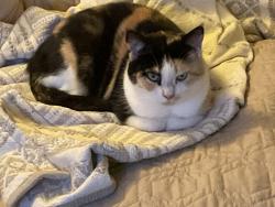 Lost Female Cat last seen Meijers, David Rd, Kettering, OH 45440