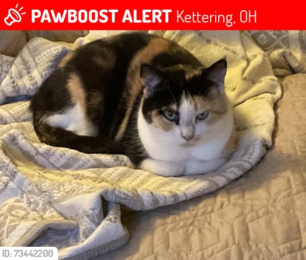 Lost Female Cat last seen Meijers, David Rd, Kettering, OH 45440
