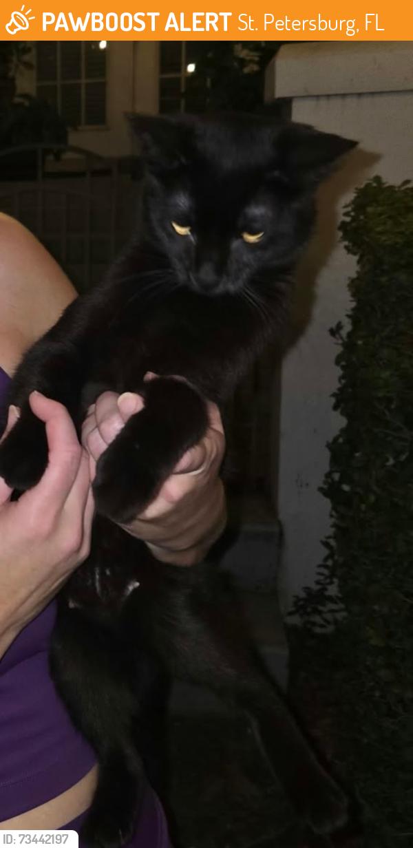 Found/Stray Unknown Cat last seen Back Bay and Carillon Conservation Trail around lake, St. Petersburg, FL 33762
