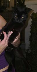 Found/Stray Unknown Cat last seen Back Bay and Carillon Conservation Trail around lake, St. Petersburg, FL 33762