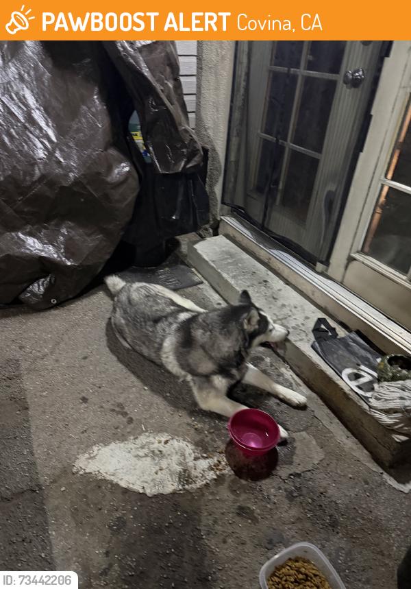 Found/Stray Female Dog last seen Lark ellen, Covina, CA 91723
