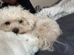 Lost Female Dog last seen Pyle and juniper twig, Enterprise, NV 89183